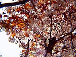 20070323 06.jpg
